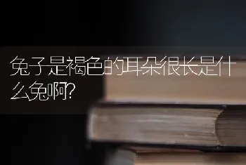 兔子是褐色的耳朵很长是什么兔啊？