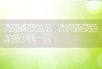 杰克森变色龙，杰克森变色龙多少钱一只