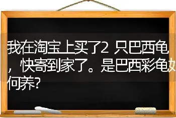 我在淘宝上买了2只巴西龟，快寄到家了。是巴西彩龟如何养？