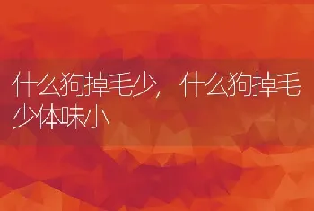 什么狗掉毛少，什么狗掉毛少体味小