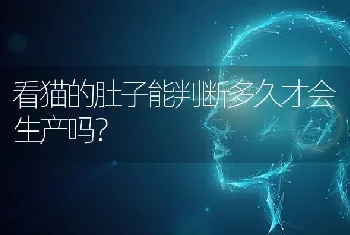 看猫的肚子能判断多久才会生产吗？