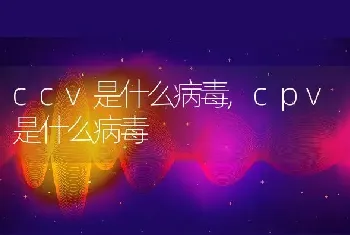 ccv是什么病毒，cpv是什么病毒