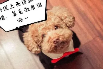 泰迪幼犬狗粮哪个牌子好，什么牌子的泰迪狗粮比较好啊？