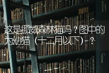 这是挪威森林猫吗？图中的为幼猫（十二月以下）？