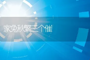 家兔秋繁三个催