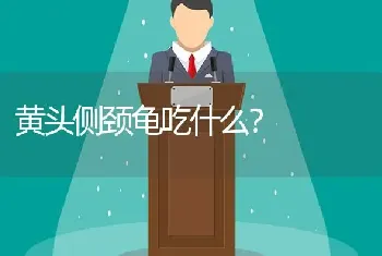 黄头侧颈龟吃什么？