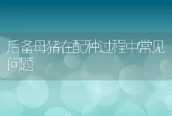 后备母猪在配种过程中常见问题