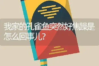 我家的孔雀鱼突然好焦躁是怎么回事儿？