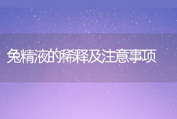 兔精液的稀释及注意事项