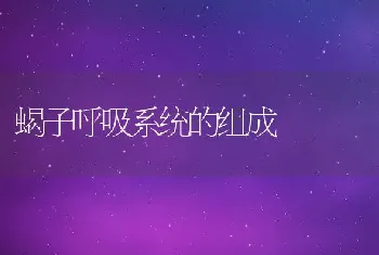 蝎子呼吸系统的组成