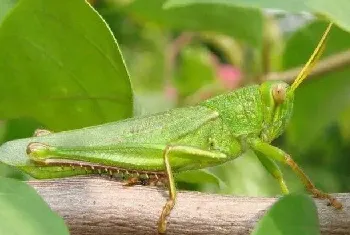 蝗虫养殖前景怎么样？