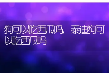 狗可以吃西瓜吗，泰迪狗可以吃西瓜吗