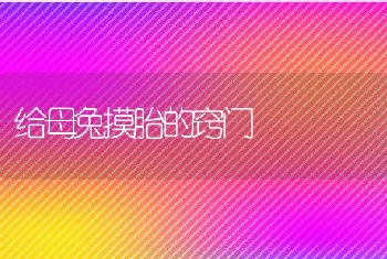 给母兔摸胎的窍门