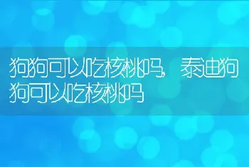 狗狗可以吃核桃吗，泰迪狗狗可以吃核桃吗