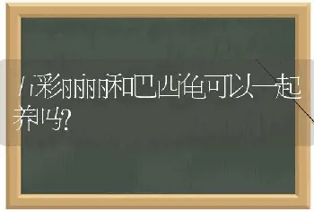 五彩丽丽和巴西龟可以一起养吗？