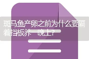 斑马鱼产卵之前为什么要隔着挡板养一晚上？