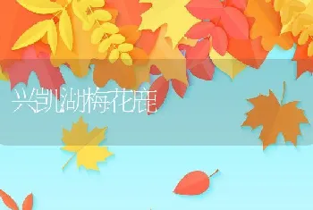 兴凯湖梅花鹿