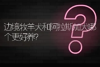 边境牧羊犬和阿拉斯加犬哪个更好养？