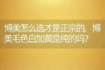 博美怎么选才是正宗的，博美毛色白加黄是纯的吗？