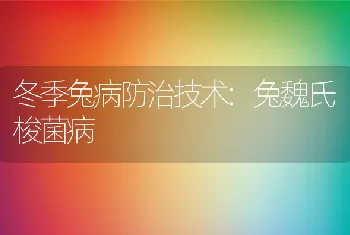 冬季兔病防治技术:兔魏氏梭菌病