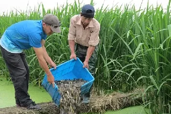 茭白田养泥鳅--无公害套养技术