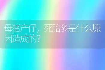 母猪产仔，死胎多是什么原因造成的？