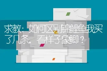 求教：如何区别锦鲤鱼我买了几条，看样子象鲫？