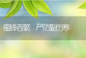 蜜蜂春繁严防副伤寒