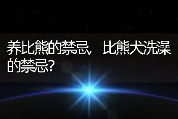 养比熊的禁忌，比熊犬洗澡的禁忌？