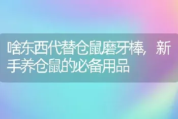 啥东西代替仓鼠磨牙棒，新手养仓鼠的必备用品