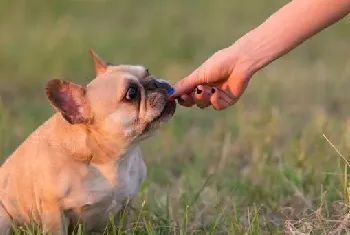 法斗属于什么档次的狗，法斗马犬哪个聪明？