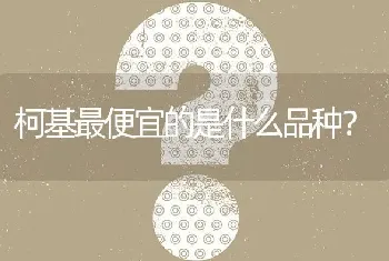 柯基最便宜的是什么品种？