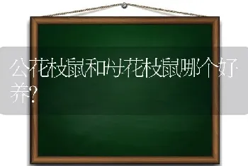 公花枝鼠和母花枝鼠哪个好养？