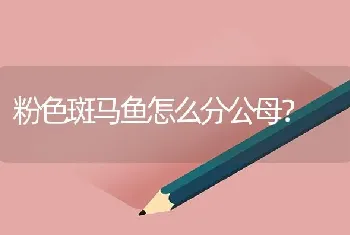 粉色斑马鱼怎么分公母？