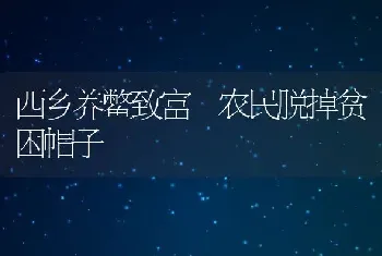 西乡养鳖致富 农民脱掉贫困帽子