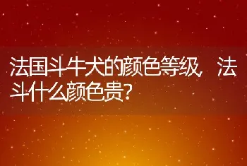 法国斗牛犬的颜色等级，法斗什么颜色贵？