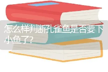 怎么样判断孔雀鱼是否要下小鱼了？