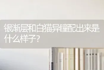 银渐层和白猫异瞳配出来是什么样子？