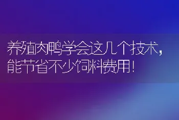 养殖肉鸭学会这几个技术，能节省不少饲料费用！