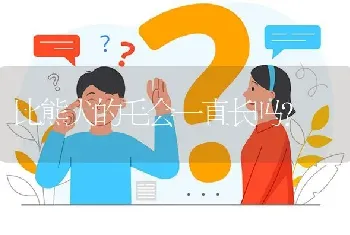 比熊犬的毛会一直长吗？