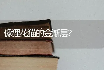 德牧黑背大还是德牧大？