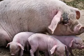 红糖喂食母猪有什么用处？