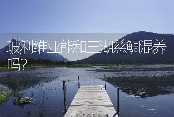 玻利维亚能和三湖慈鲷混养吗？