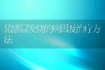 猪感冒发烧的病因及治疗方法