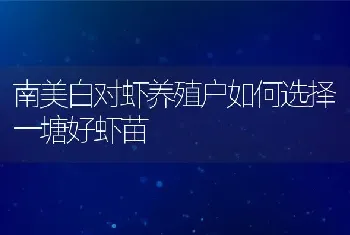 南美白对虾养殖户如何选择一塘好虾苗