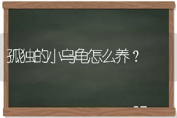 孤独的小乌龟怎么养？