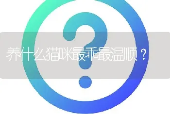 养什么猫咪最乖最温顺？