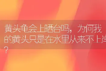 黄头龟会上晒台吗，为何我的黄头只是在水里从来不上岸？