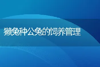 獭兔种公兔的饲养管理