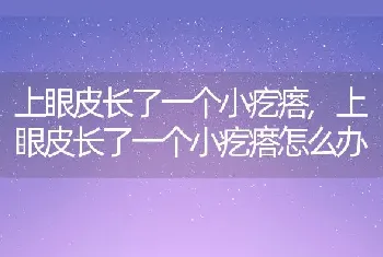 上眼皮长了一个小疙瘩，上眼皮长了一个小疙瘩怎么办